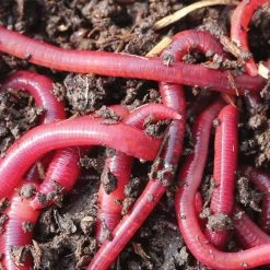 Vale Royal Angling Centre Pure Red Worms